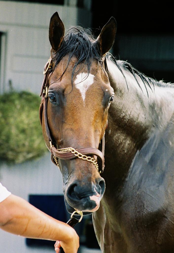 Barbaro gets a bath after morning exercise. (Carrie Curry photo)